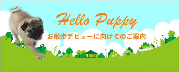 お散歩デビューに向けて
