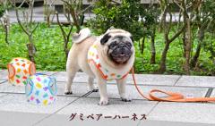 グミベアーハーネス